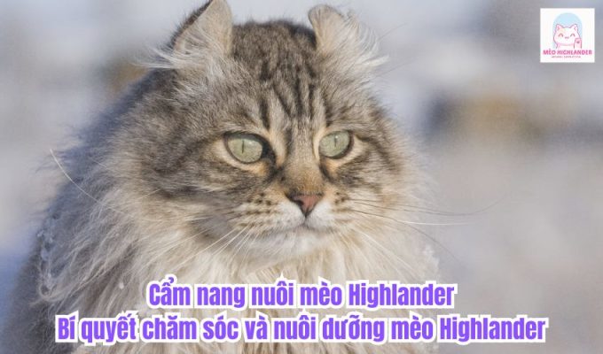 Cẩm nang nuôi mèo Highlander: Bí quyết chăm sóc và nuôi dưỡng mèo Highlander