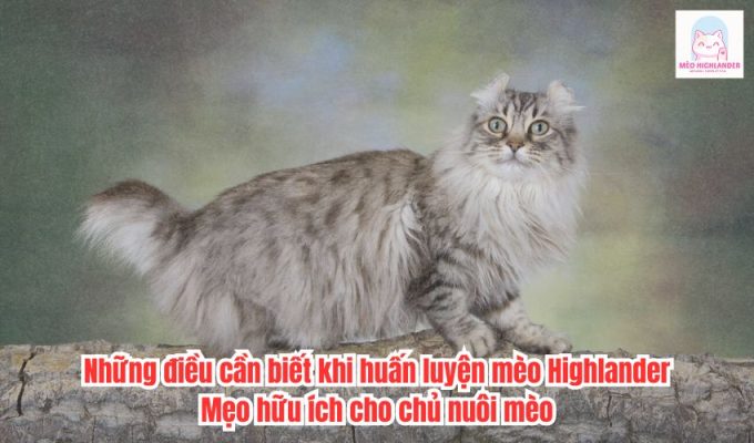 Những điều cần biết khi huấn luyện mèo Highlander: Mẹo hữu ích cho chủ nuôi mèo