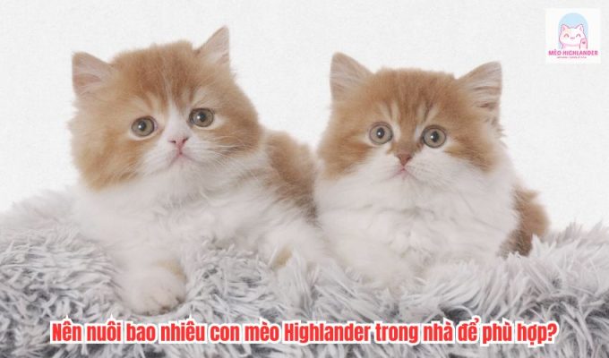 Nên nuôi bao nhiêu con mèo Highlander trong nhà để phù hợp?